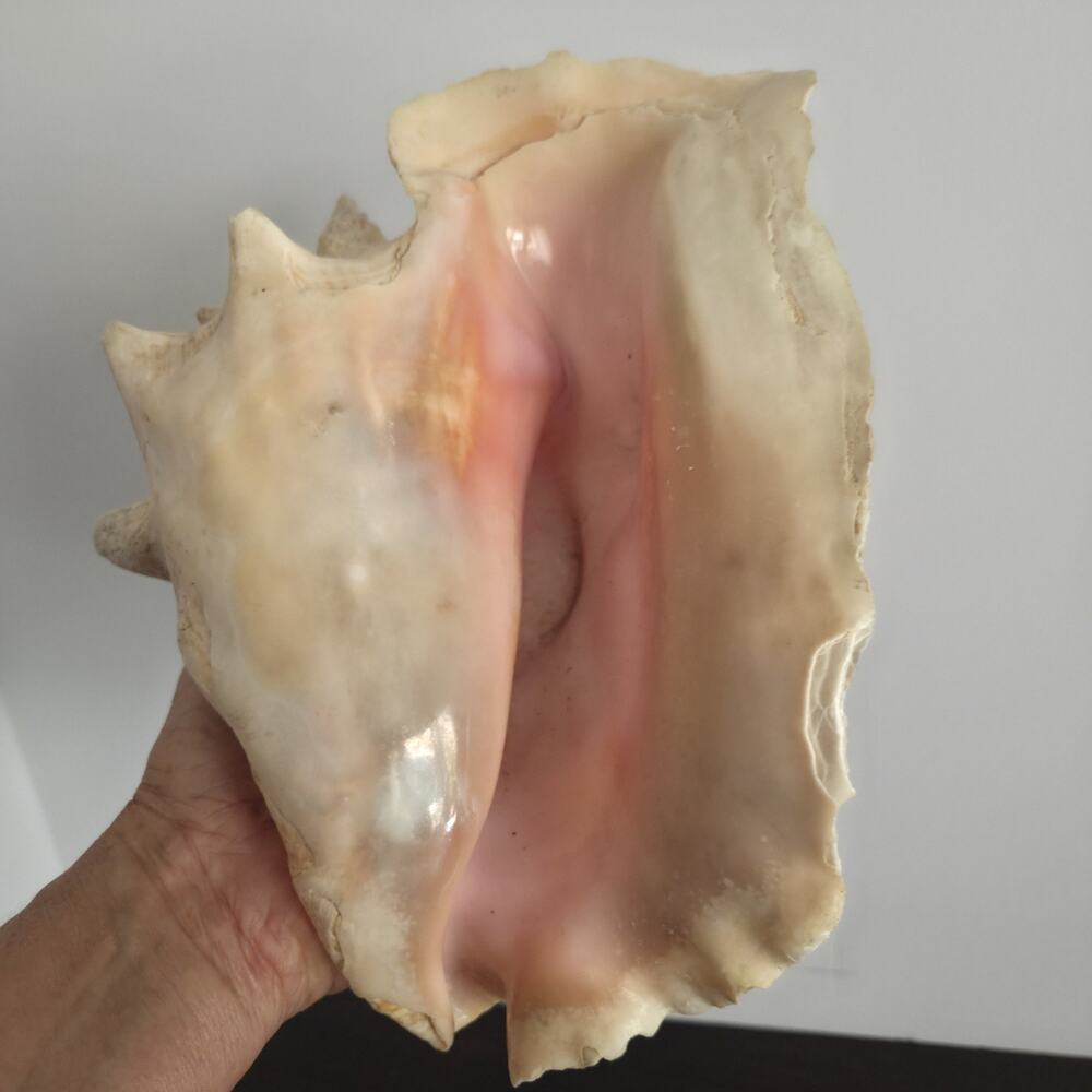 Natural 9.5” L Conch Shell